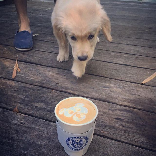Let's go for a walk!! But first let's have some coffee 🐶☕️ #mas_cafe #dog #goldenretriever #happiness #petsittersanytime #jr #cafe #☕️ #🐶 #🇨🇴🇺🇸