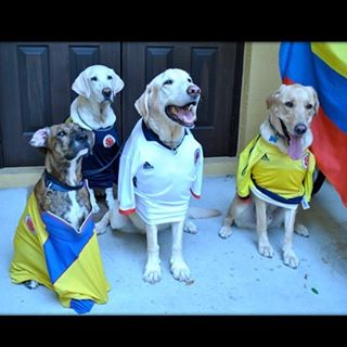 Hoy no es un d&iacute;a cualquiera ! Hoy juega la selecci&oacute;n Colombia ⚽️👊🏼🇨🇴👍🏽
#lacopa100 #copa100 #copacentenario #colombia #seleccioncolombia #petsittersanytime #colombiateamo #pet #petsofinstagram #petstagram #dogsofinstagram #dog #dog