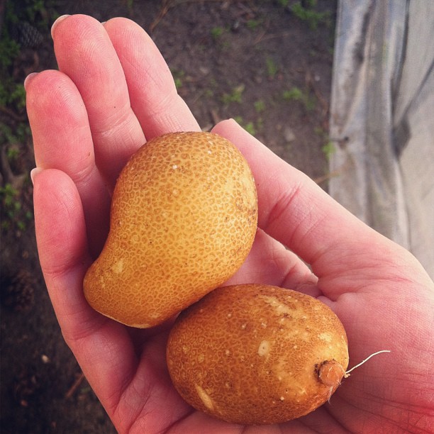 first garden potatoes