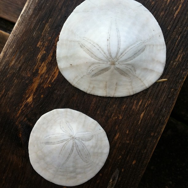 sand dollar