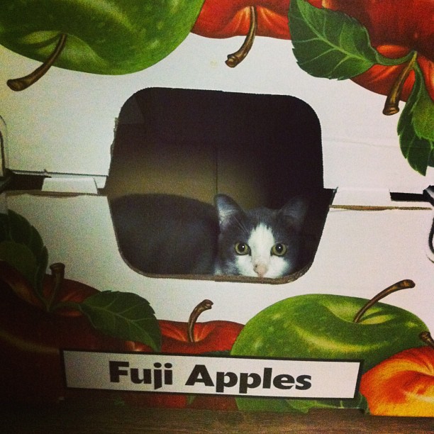 boxes are pure cat magic