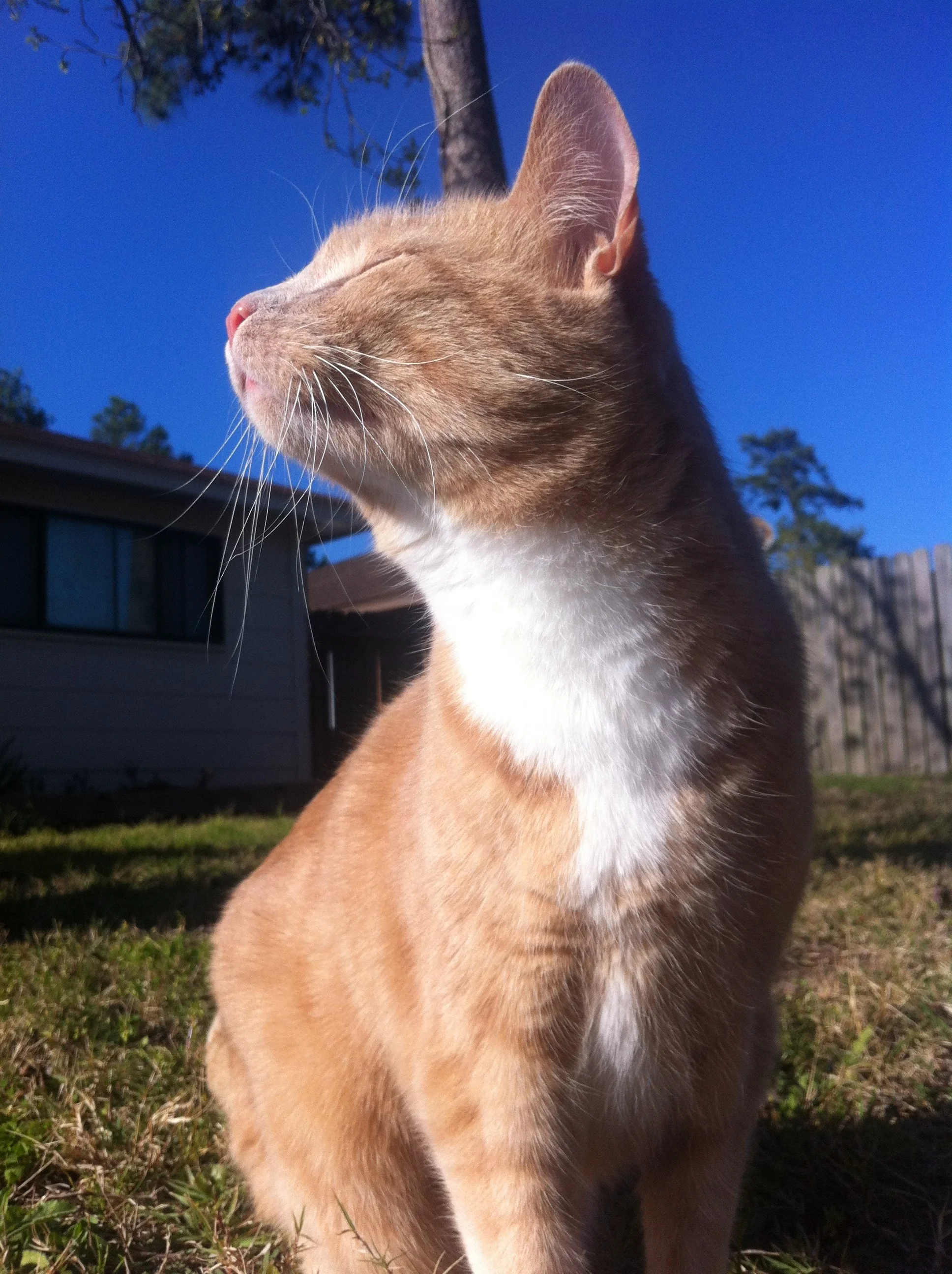 ned in the sun