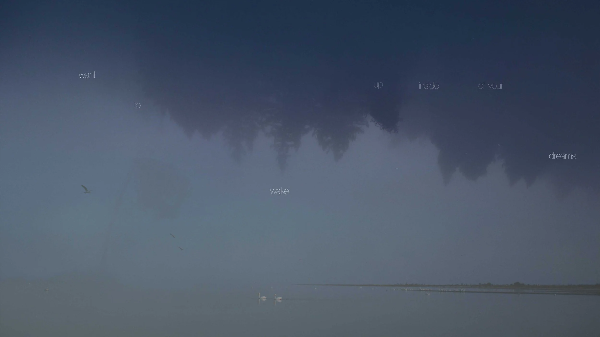 Swans 2 dreams flat copy.jpg