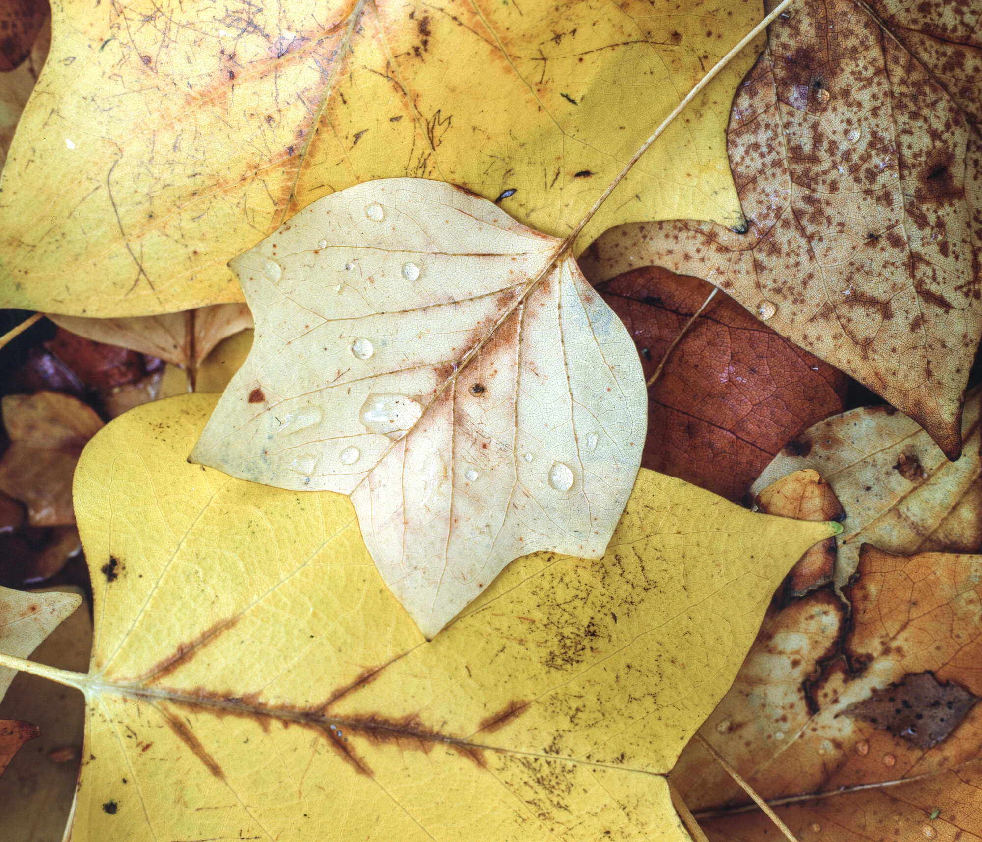 leaf-002.jpg