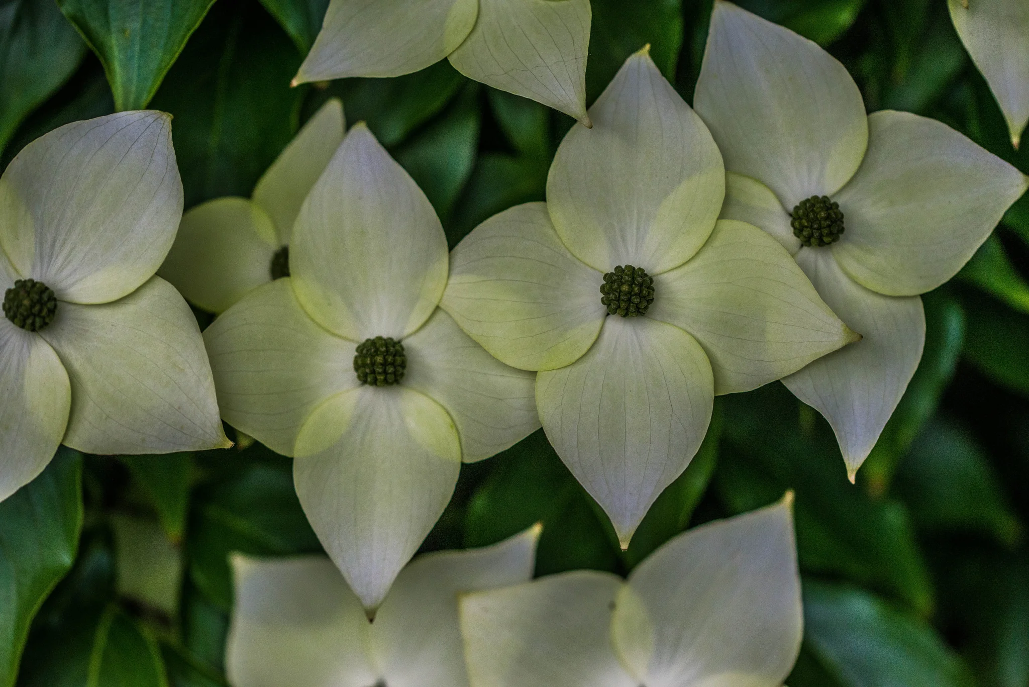dogwood_petals.jpg