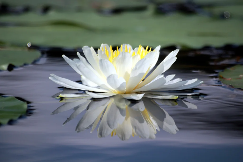Photo credit: LadyDragonflyCC - >;< / Foter.com / CC BY