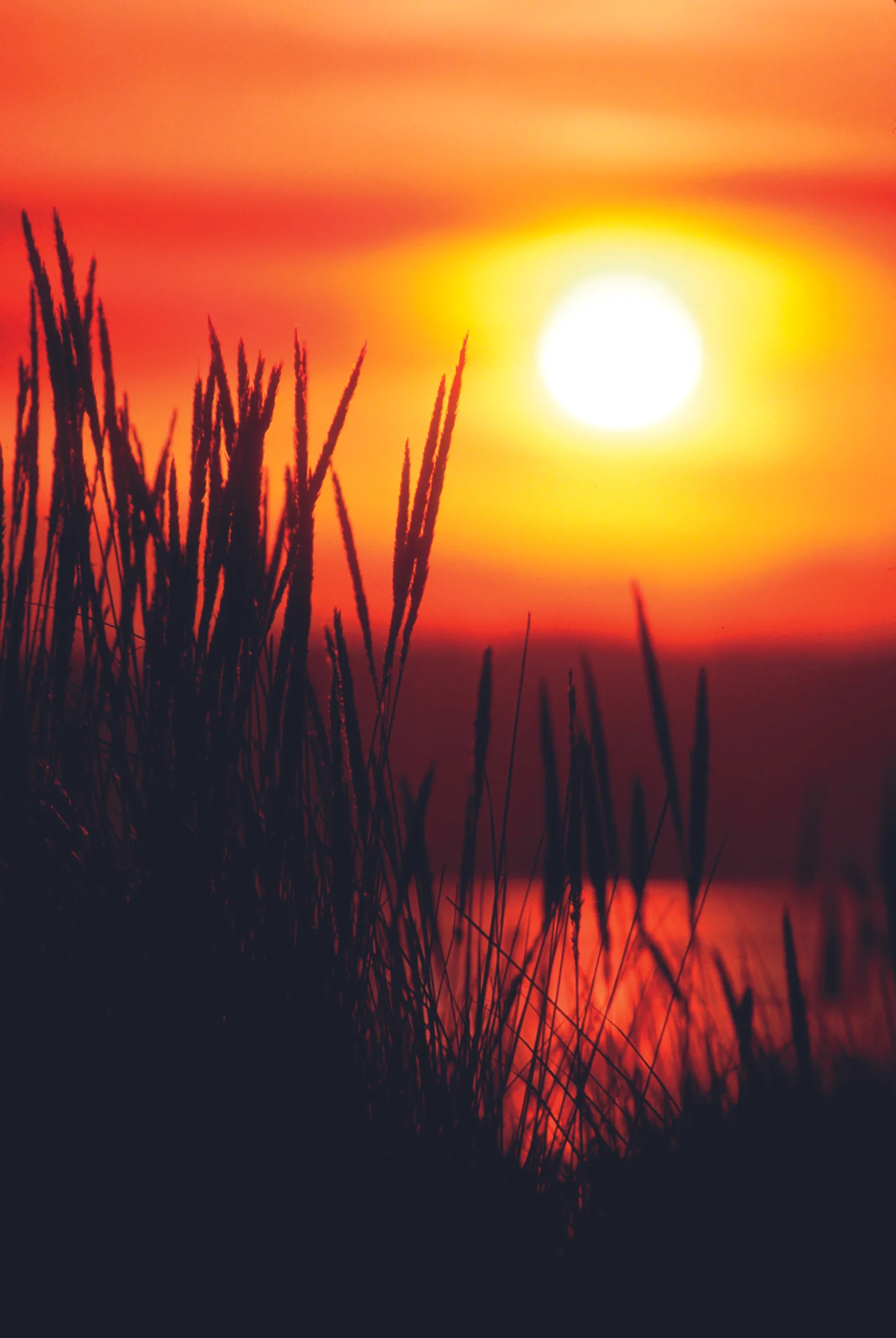 wetlands and sun.jpg