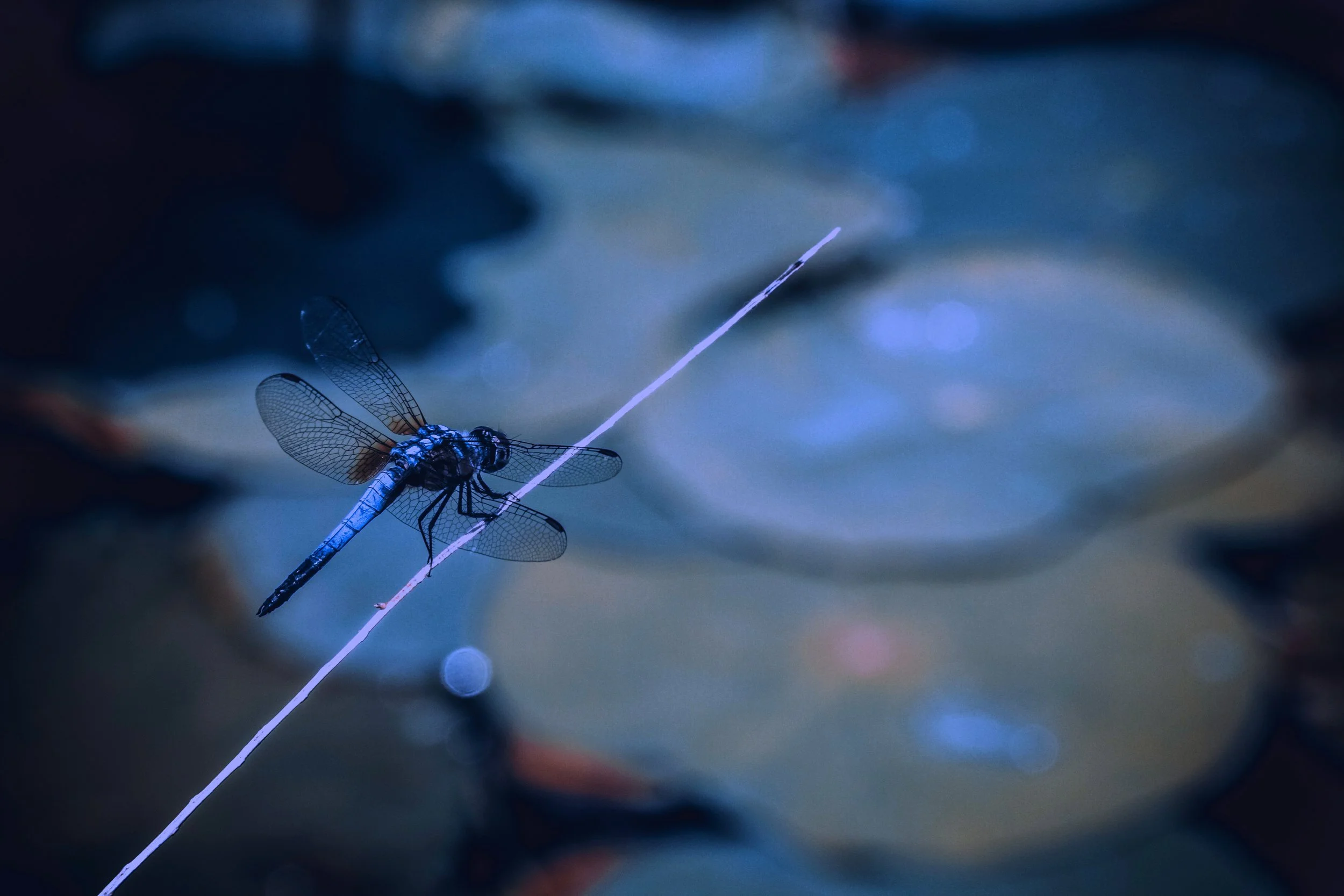 Dragonfly Acupuncture & Massage Greenville SC Dragonfly Acupuncture