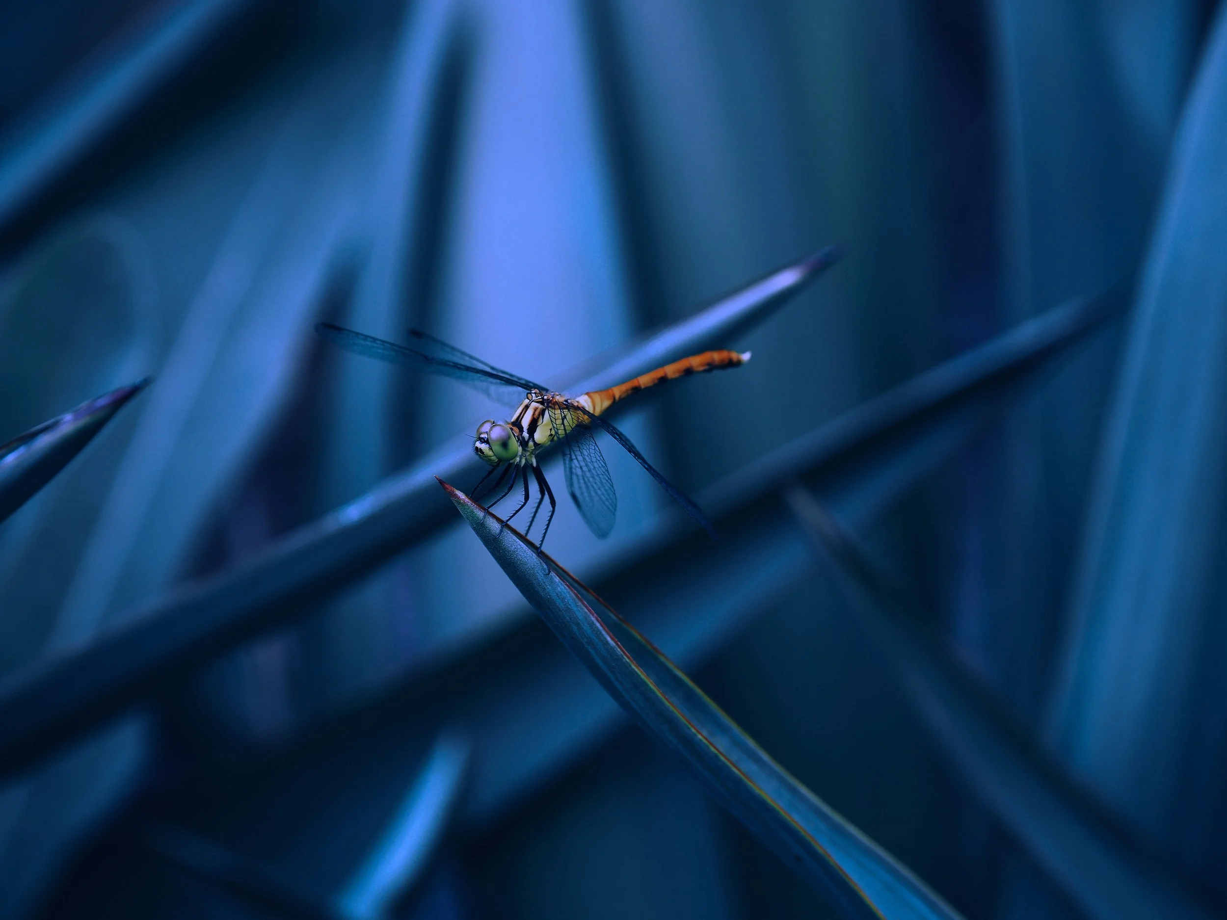 Dragonfly Acupuncture & Massage Greenville SC Dragonfly Acupuncture