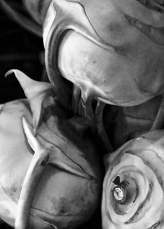 Kohlrabi, Budapest 2012