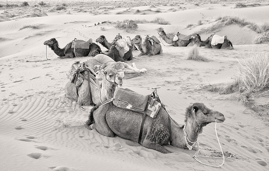 Camels, Northern Sahara 2014