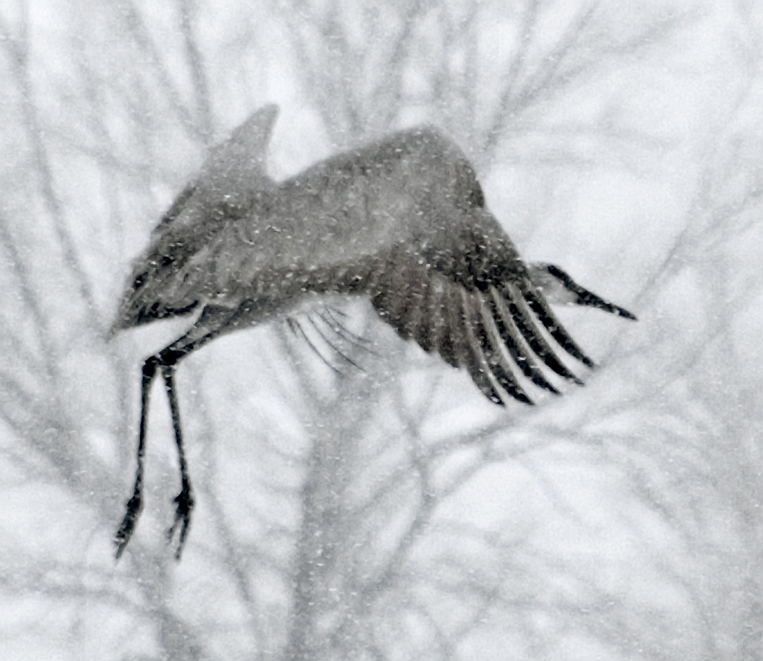 Sandhill Crane in Snow, Albuquerque, NM 2006