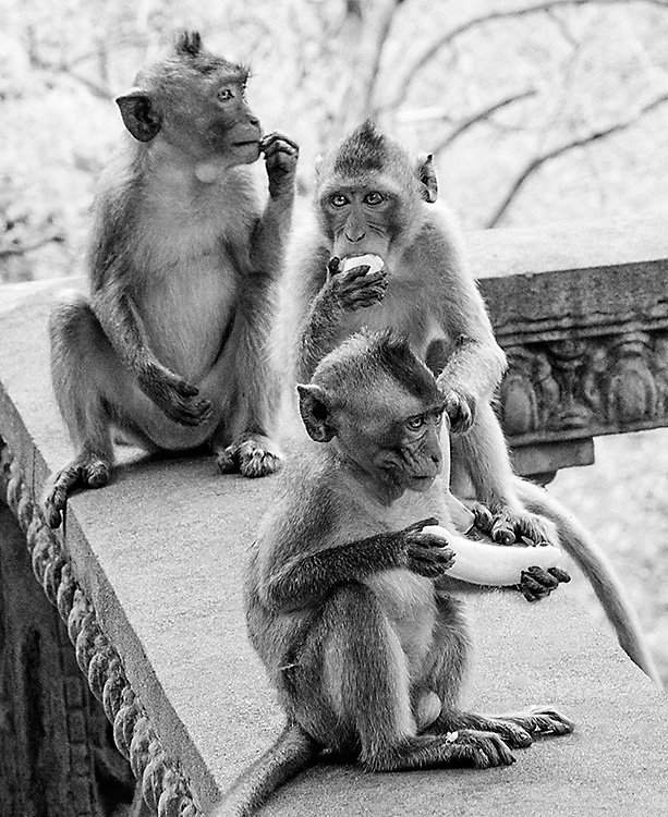 3 macaques