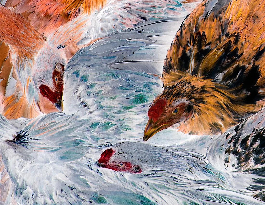 Chicken study