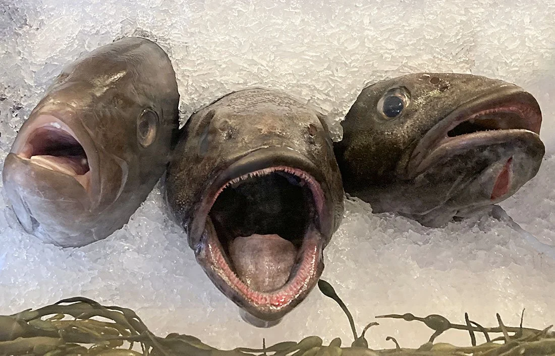 Fishheads