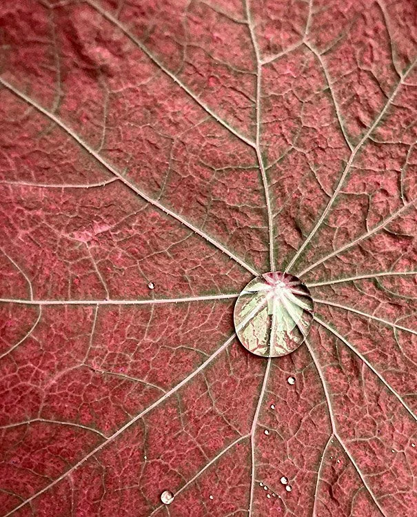 Wet leaf