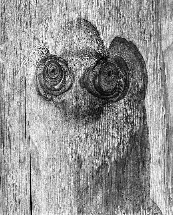 Dryad #7