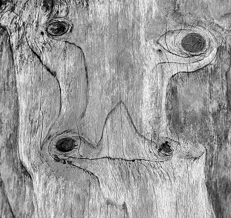 Dryad #6