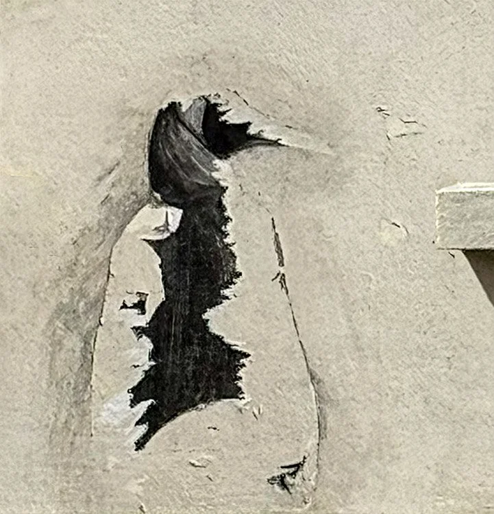 Wall penguin (capture by Mark Grossman)