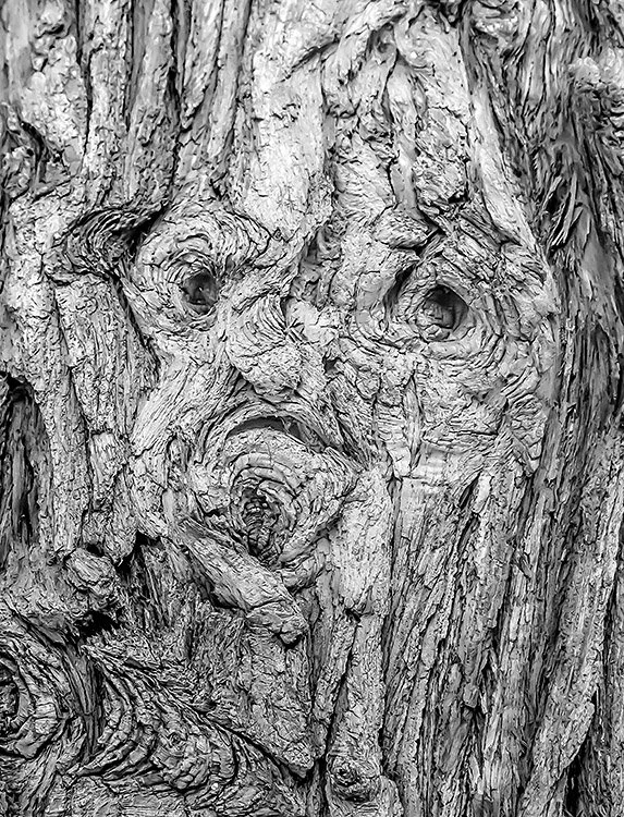 Cedar Silverstein (Dryad #11)
