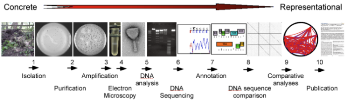 Programming Phage PHIRE — Hatfull Lab