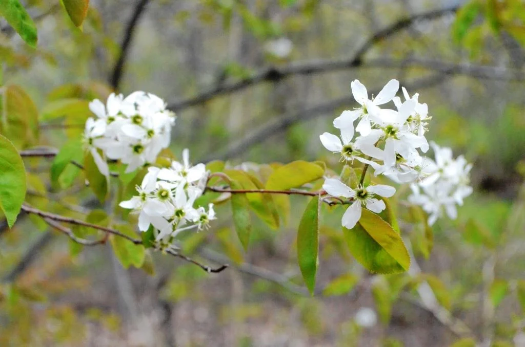  Courtesy of Maurice Chen 