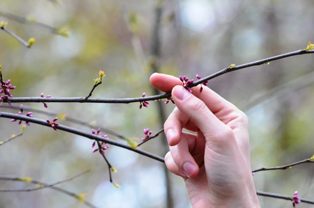  Courtesy of Maurice Chen 