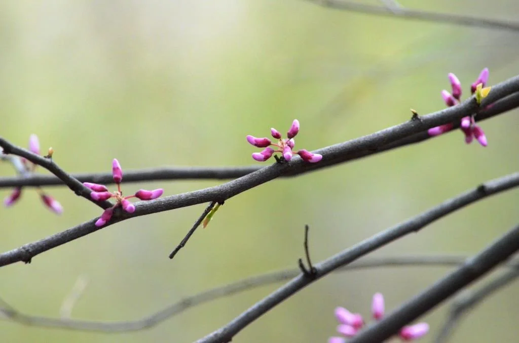  Courtesy of Maurice Chen 