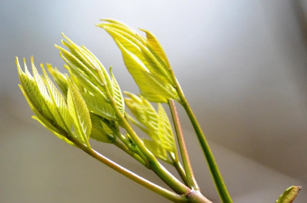  Courtesy of Maurice Chen 