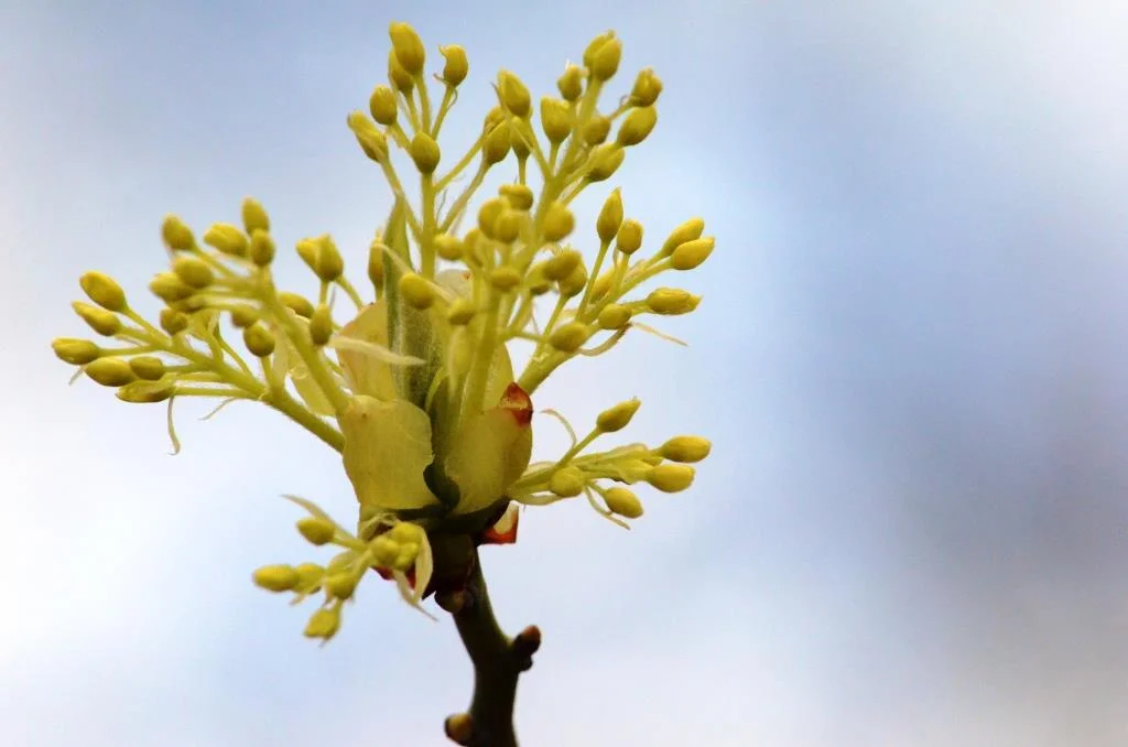  Courtesy of Maurice Chen 