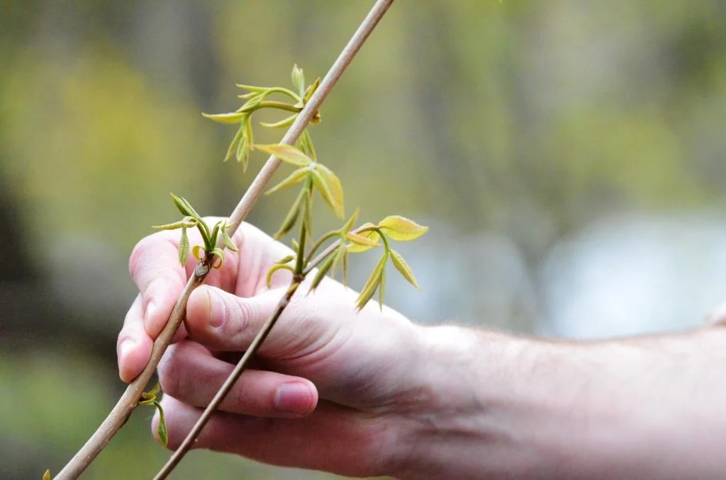  Courtesy of Maurice Chen 