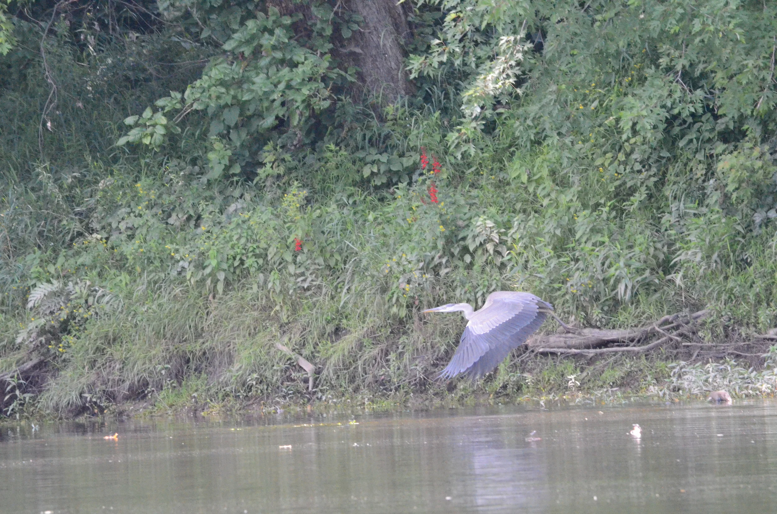  Courtesy of Maurice Chen 