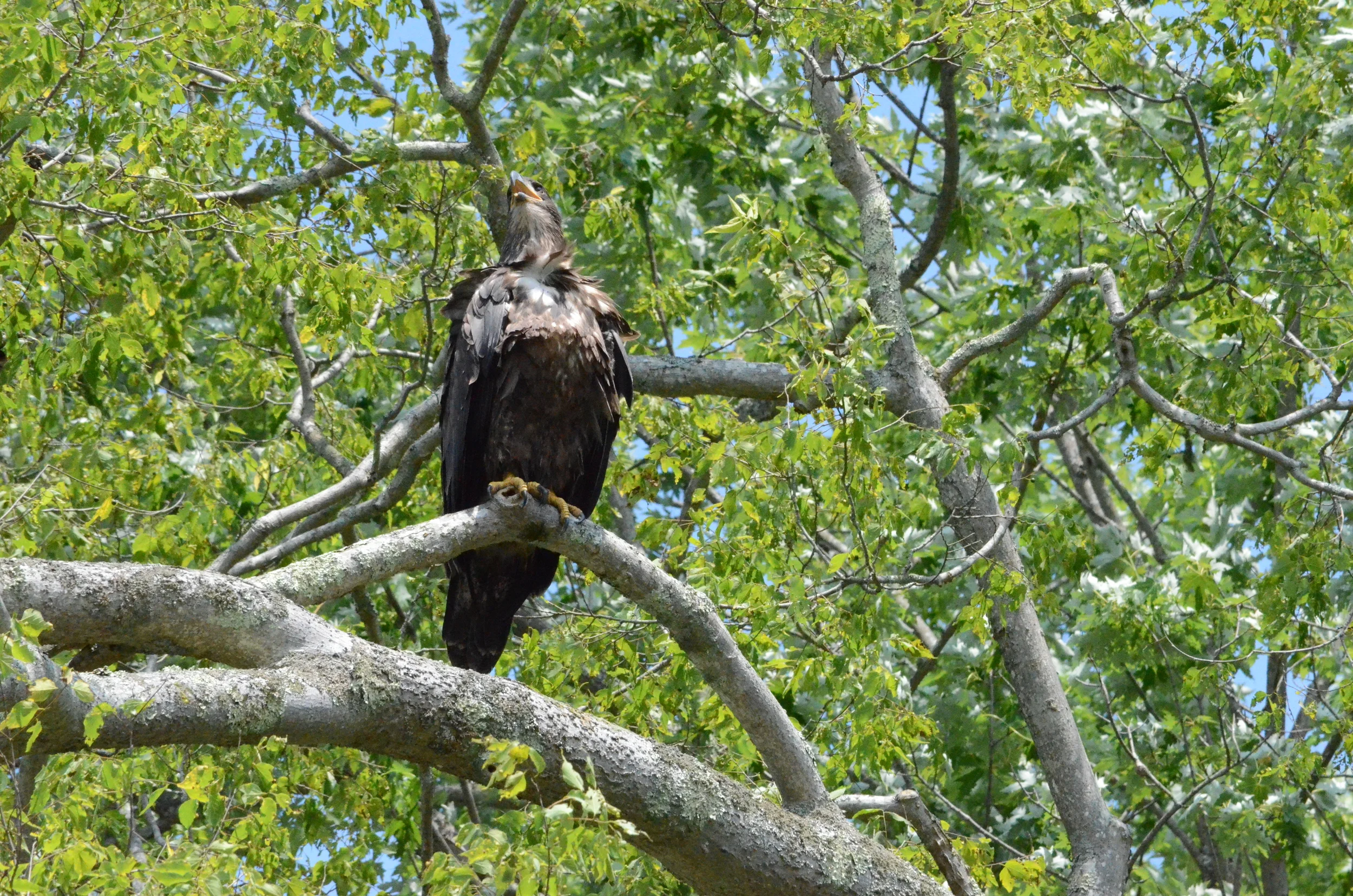  Courtesy of Maurice Chen 