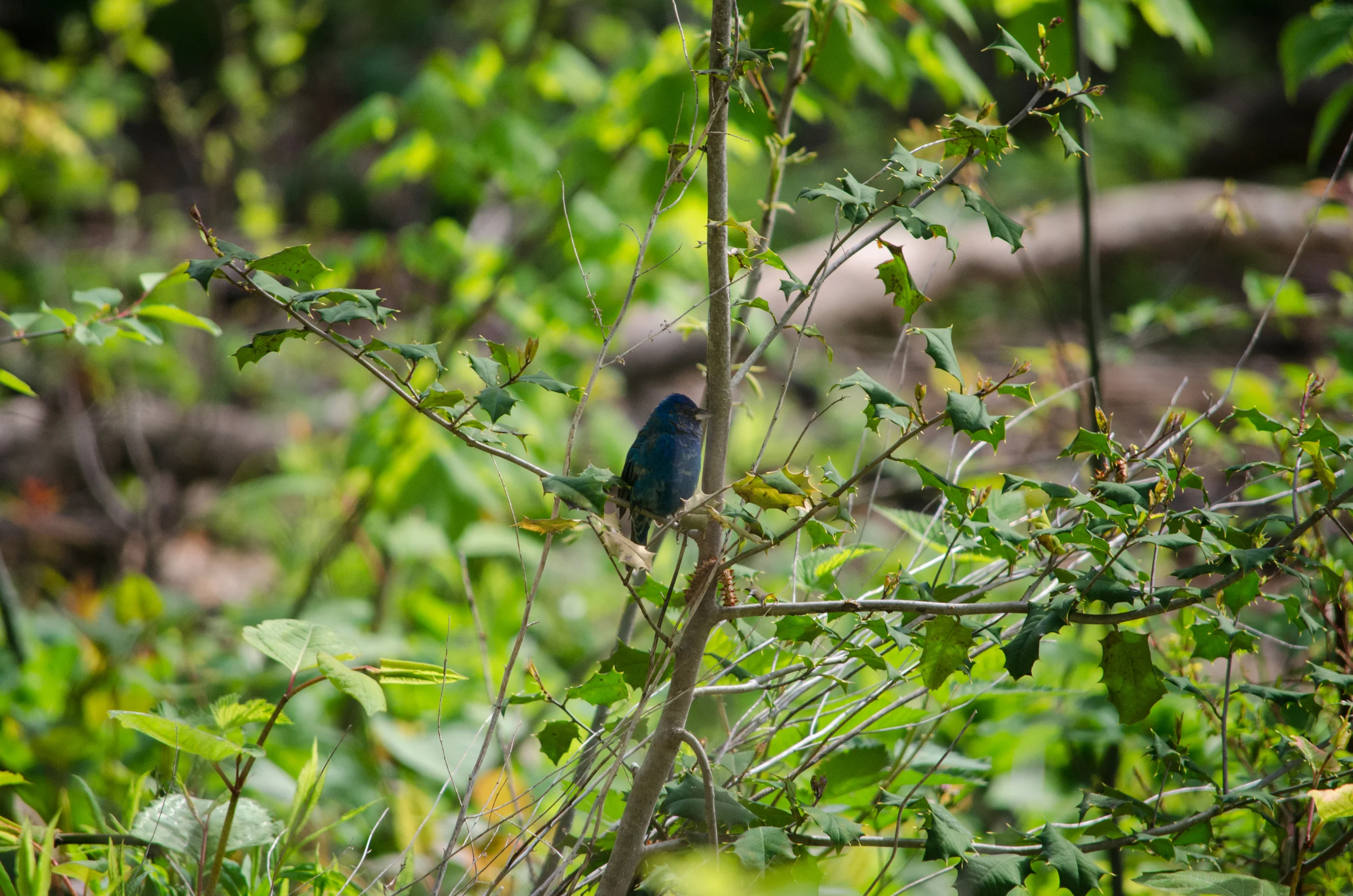 20160429-DSC_0430.jpg