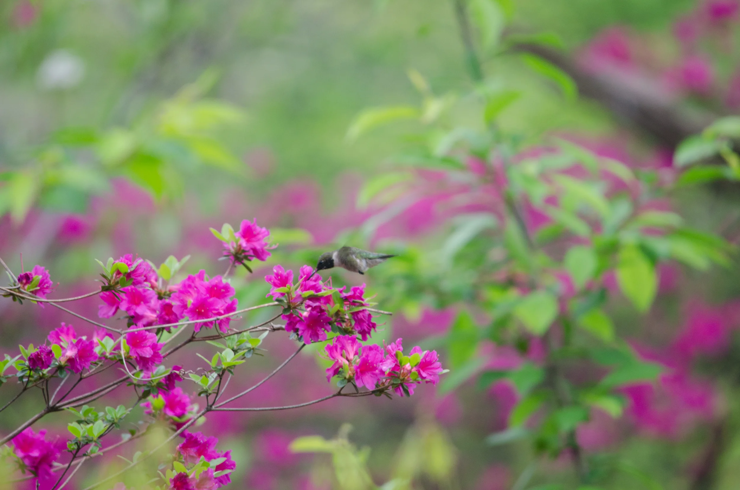 20160429-DSC_0351.jpg