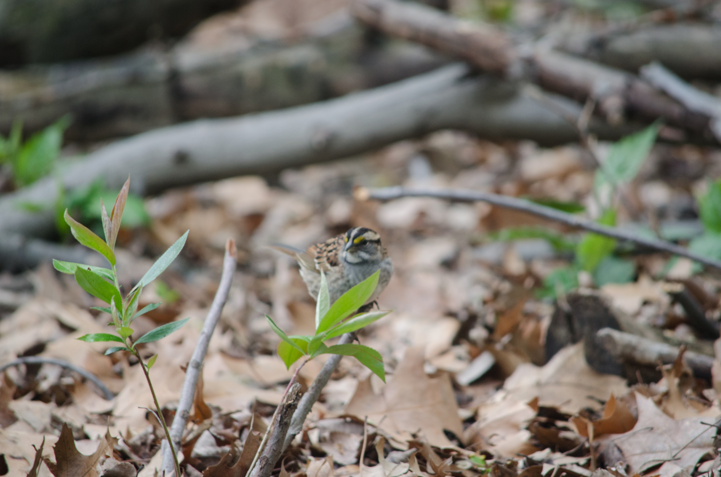 20160429-DSC_0339.jpg