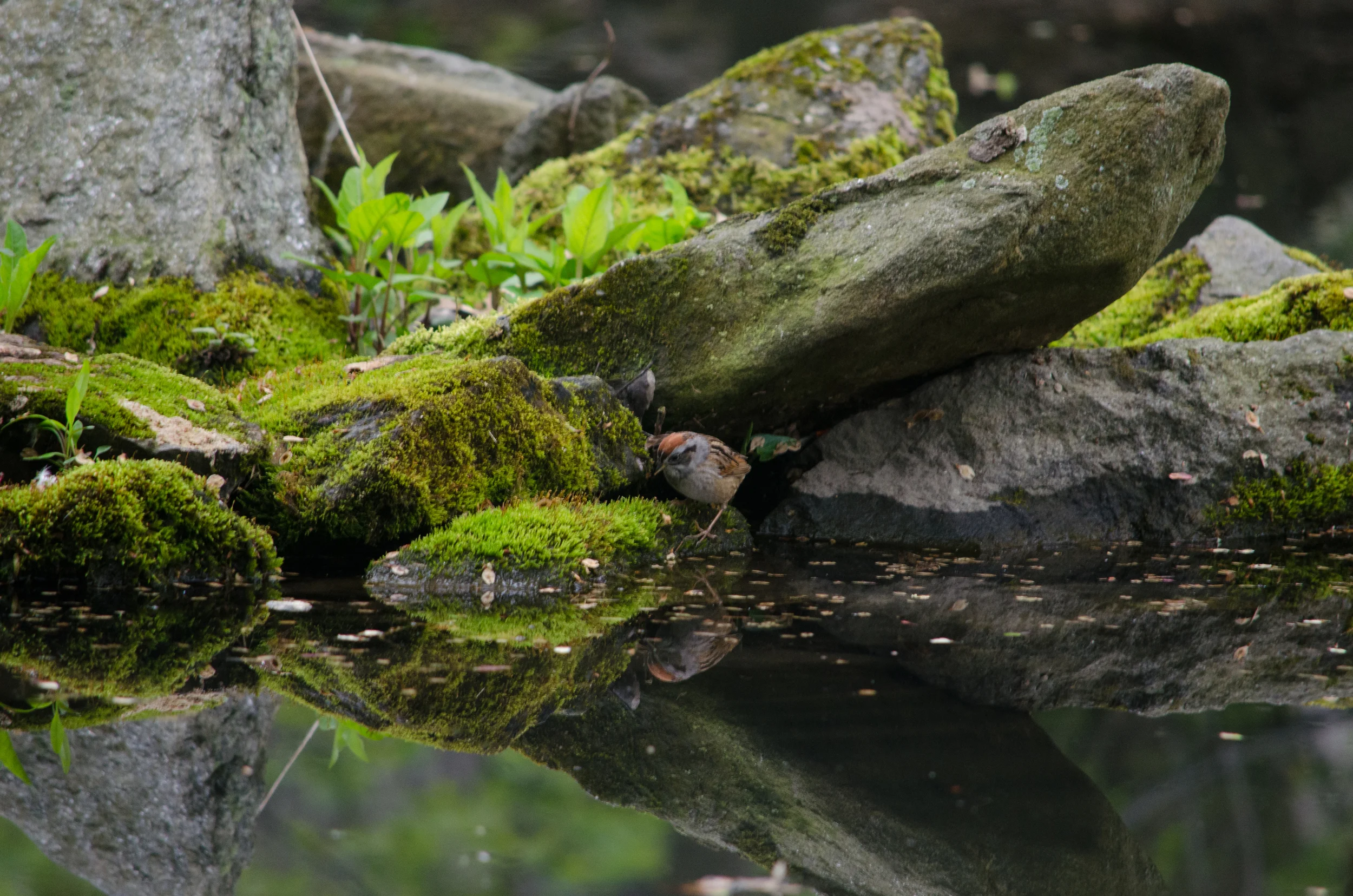 20160429-DSC_0318.jpg