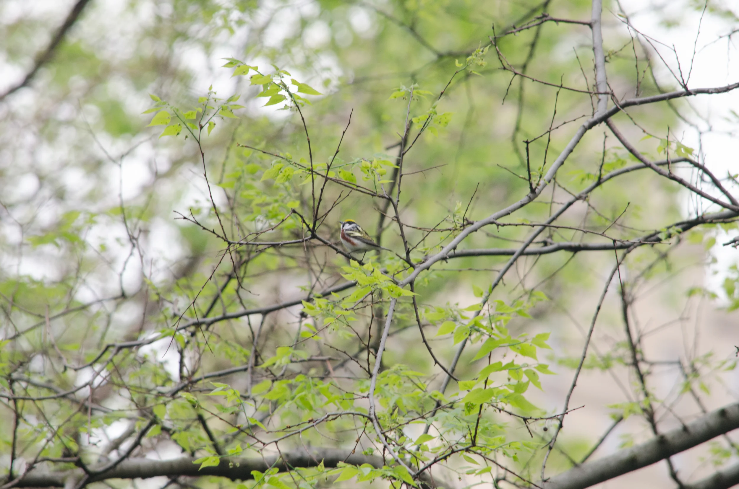 20160429-DSC_0235.jpg