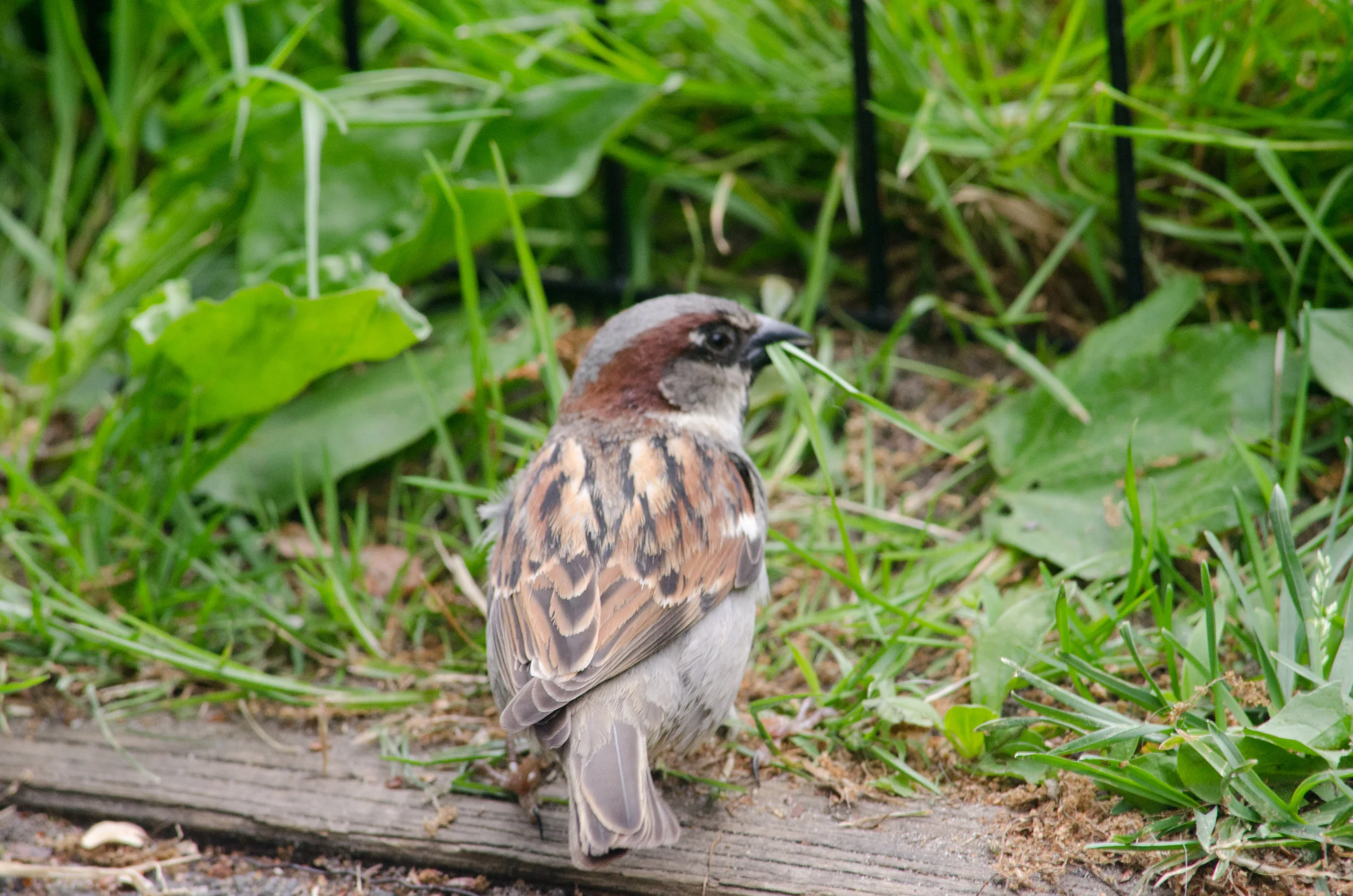 20170519-_DSC1011.jpg