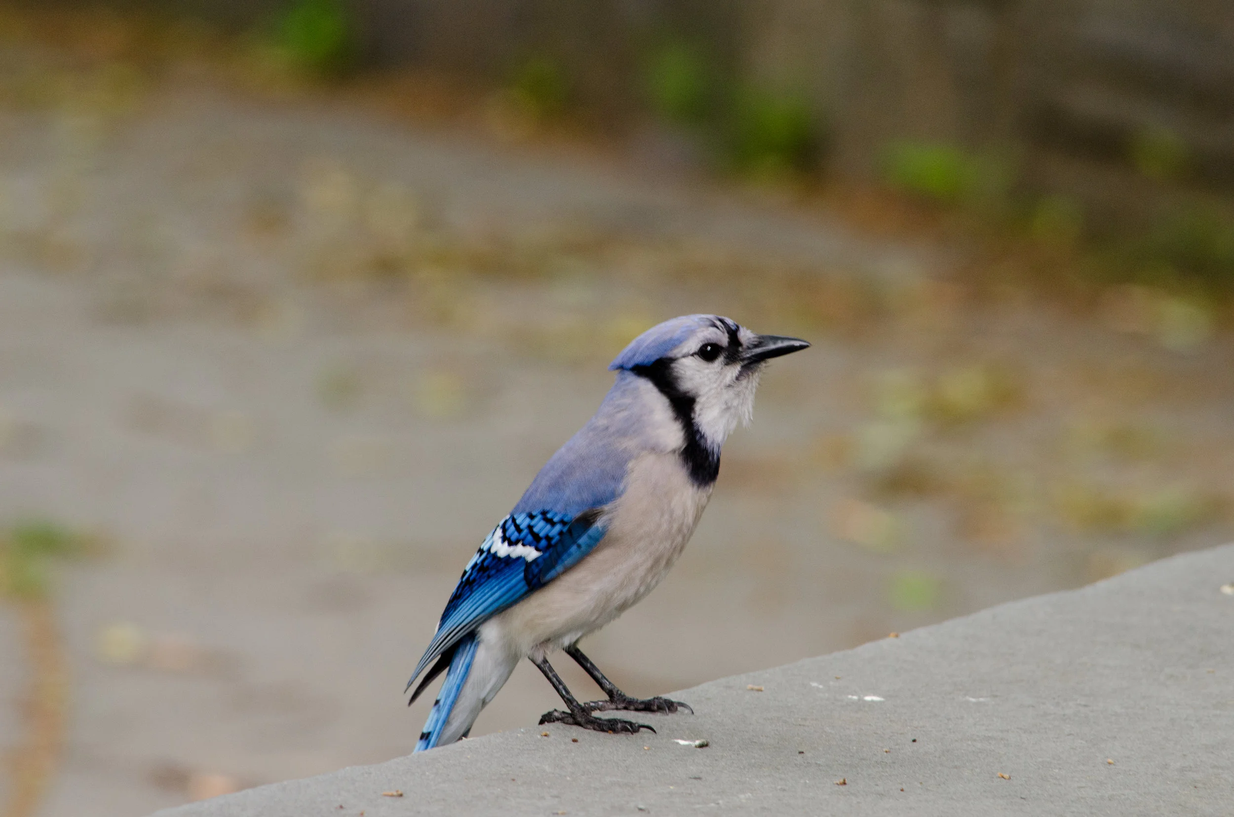 20170519-_DSC1068.jpg