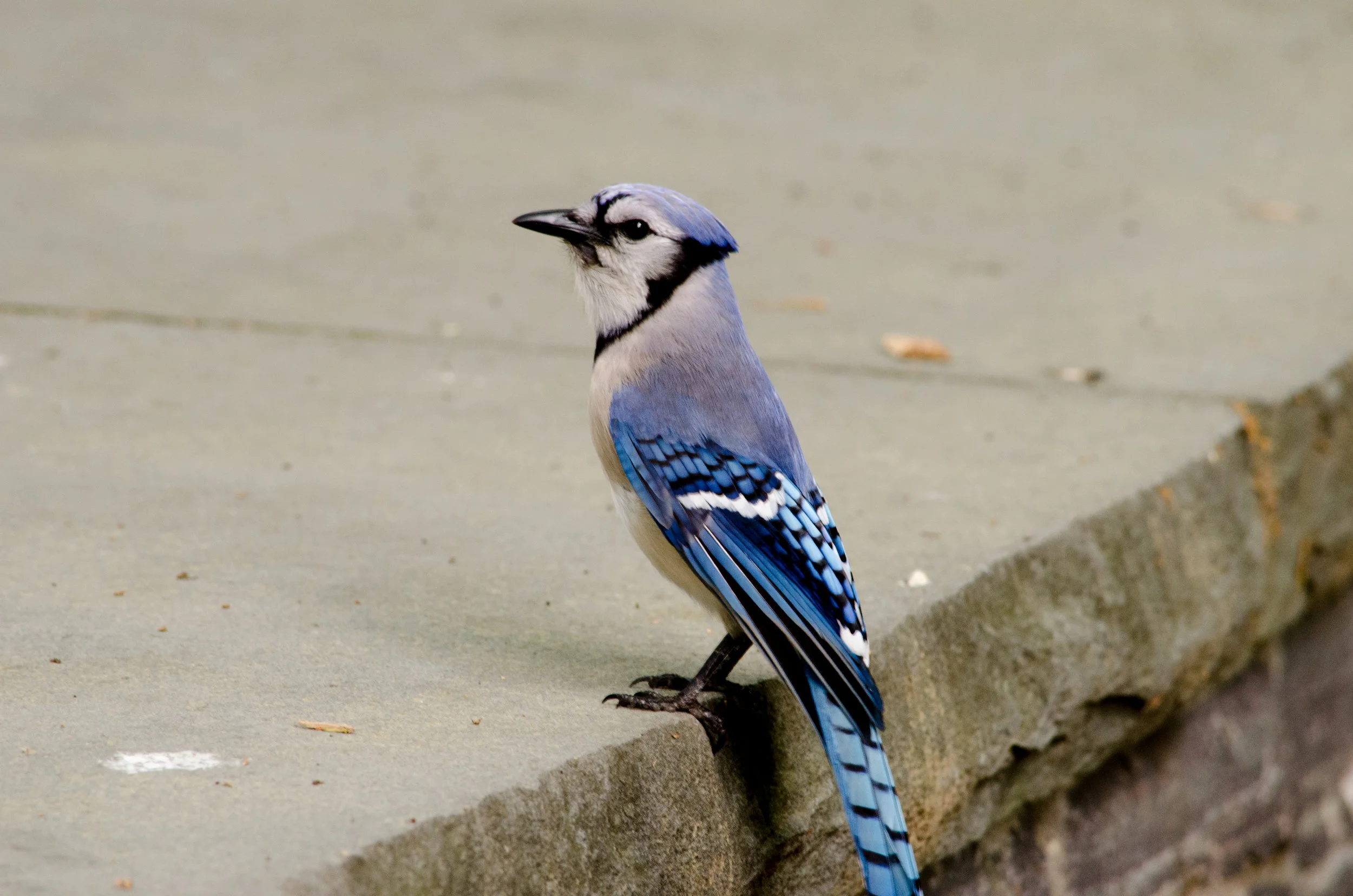 20170519-_DSC1070.jpg