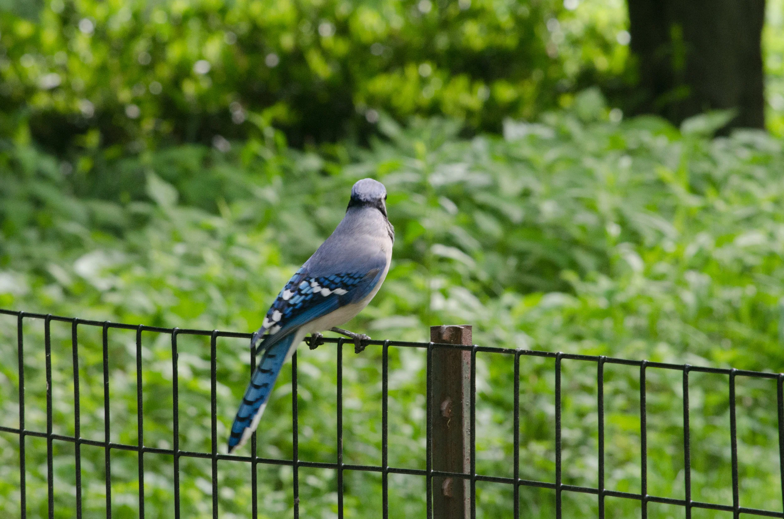 20170519-_DSC1078.jpg
