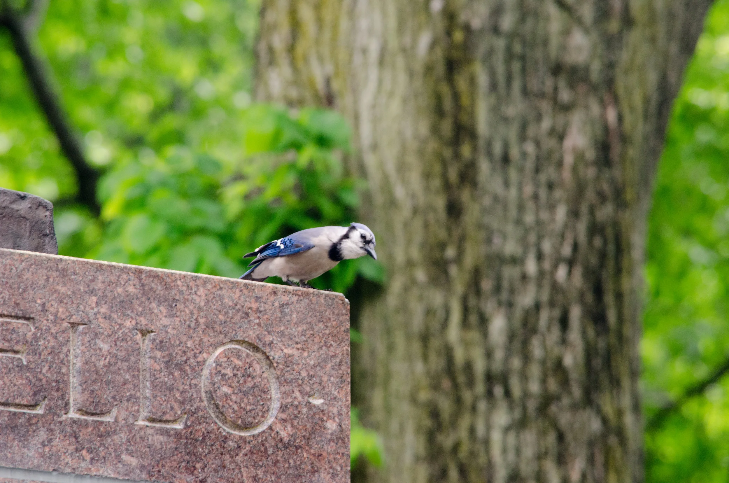 20170519-_DSC1084.jpg
