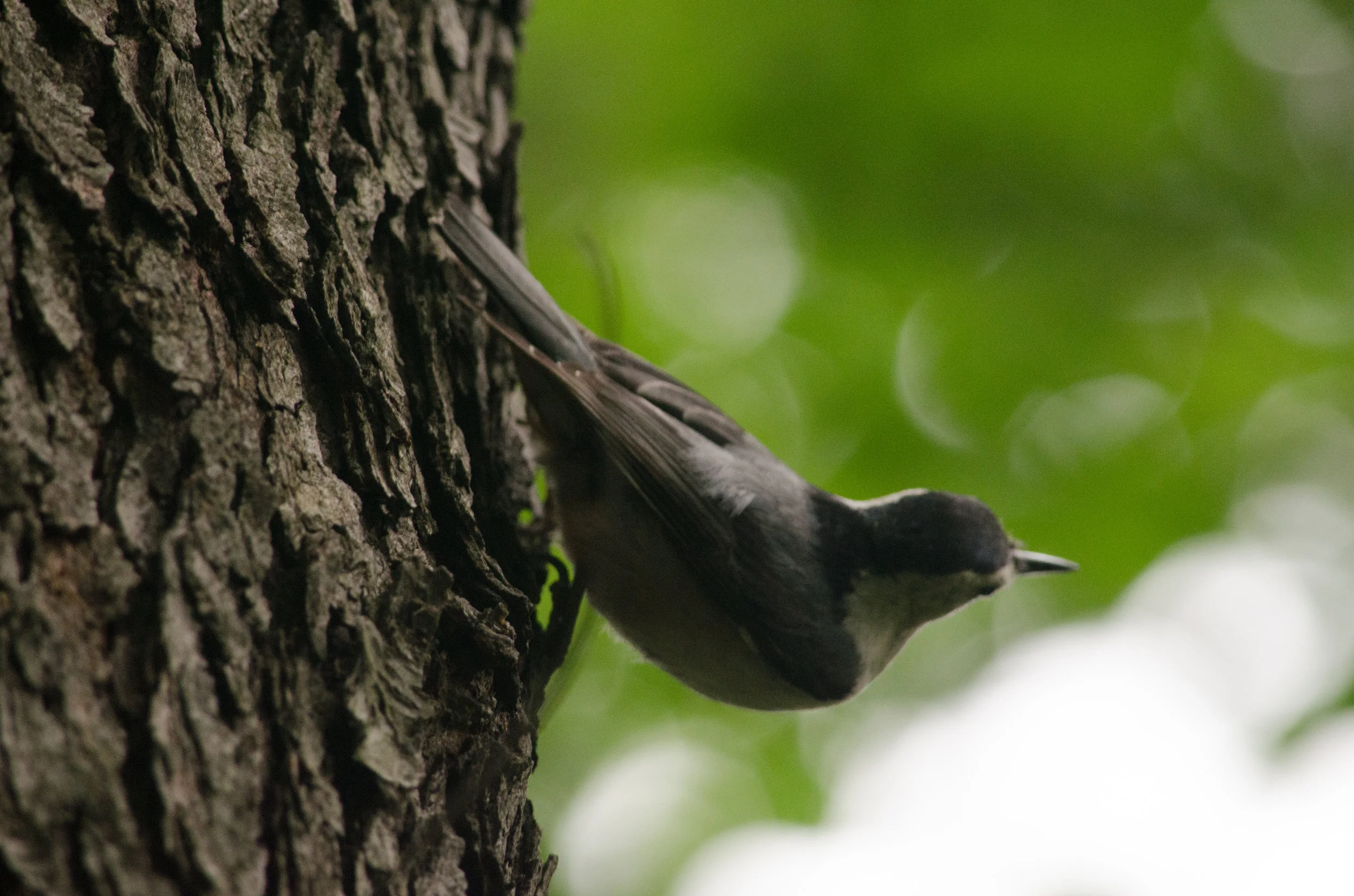 20170519-_DSC1124.jpg