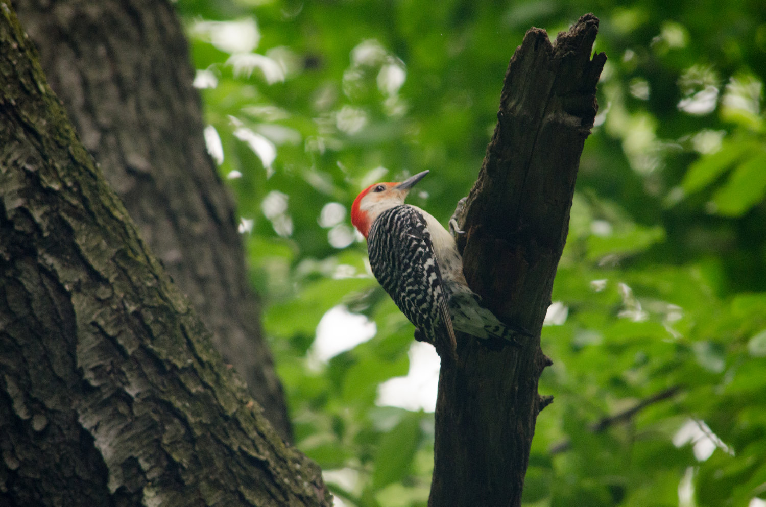 Red-Bellied Woodpecker