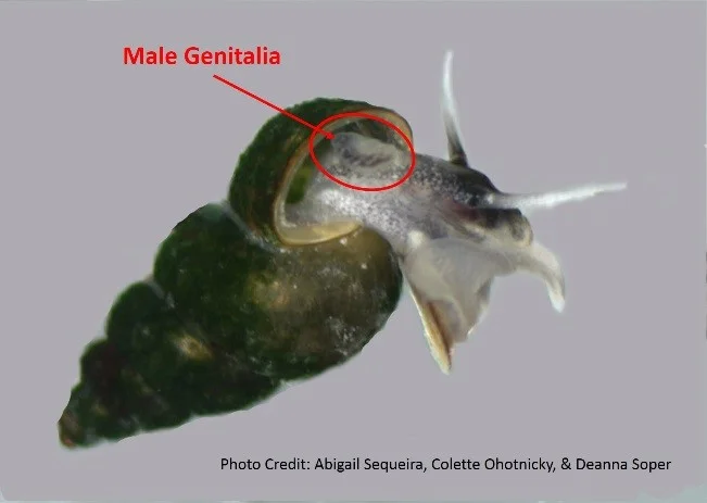 Fig. 1. Male P otamopyrgus antipodarum.