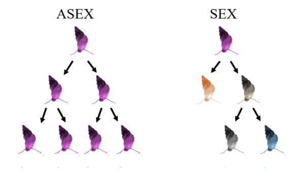Fig. 2. Sexual reproduction versus asexual reproduction. Color representative of genetic background.