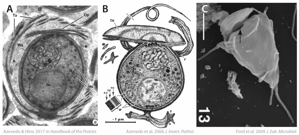 Figure 2 . Haplosporidian spores: A ) transmission electron microscopy (TEM) image showing a cross section of a Haplosporidium sp. spore ( Feist et al. 2009 ); B ) diagram of a mature Haplosporidium montforti spore ( Azevedo et al. 2006 ); C ) scanning electron microscopy image of a Minchinia mercenariae spore, arrow pointing to the opened “lid” and the opening below ( Ford et al. 2009 ).