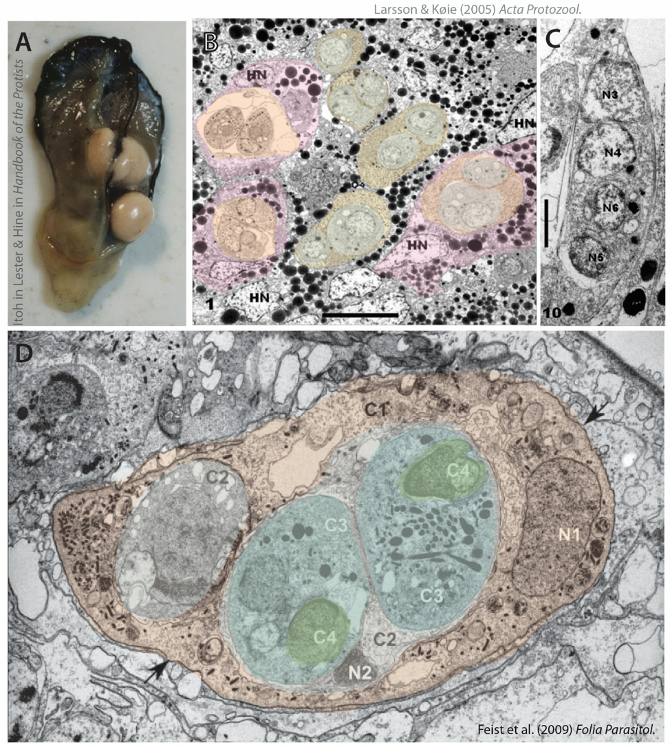 Figure 3 . Paramyxid appearance: A ) an infected oyster ( Desportes 1984 ); B ) general view (TEM) of Paramyxa nephtys cells in various stages of spore formation within polychaete gut lining cells – this species develops inside host cells rather than between them! Pink outlines roughly correspond to host cells, yellow/orange and blue concentric outlines show layers of paramyxid cells (modified from Audemard et al. 2002 ); C ) detail of P. nephtys tertiary cell (C3) with C4-C5 internal cells nested inside ( Audemard et al. 2002 ). For images of mature spores see Audemard et al. 2002 (free access). D ) Primary cell (C1) of Paramarteilia canceri with sporonts and spores (colours corresponding to those in Fig. 4; modified from Larsson & Køie 2005 ). Note the dark blob and rod-like structures in C3: those are thought to be related to the dark-staining structures in haplosporidia called haplosporosomes labelled ‘Hs’ in Fig. 2a.