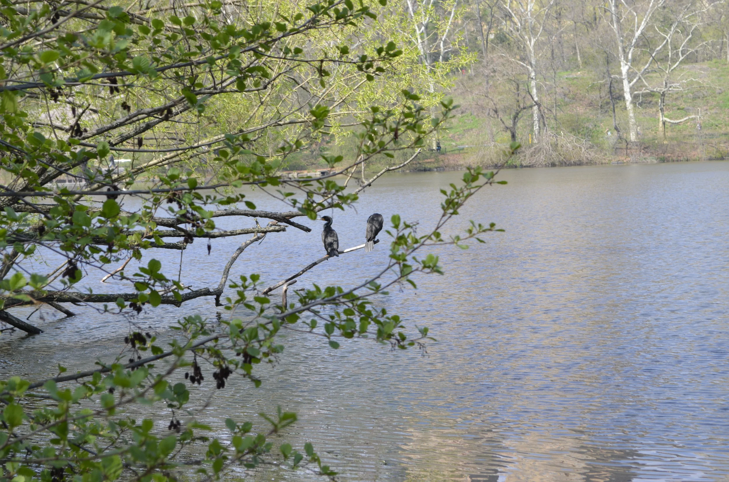 Two Cormorants observed during the walk.